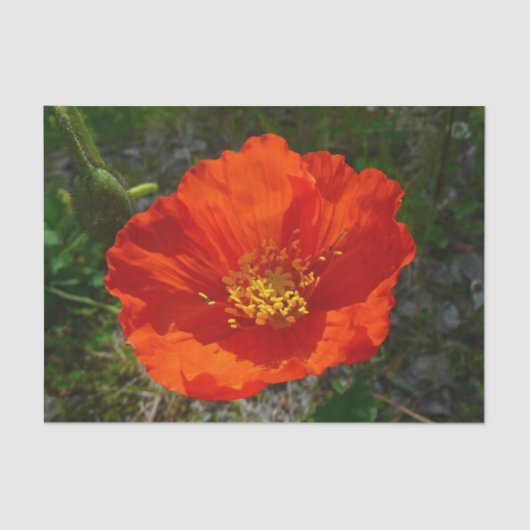 Alaskan Red Poppy Colorful Flower Tissuepapier (Voorkant)