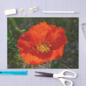 Alaskan Red Poppy Colorful Flower Tissuepapier (Craft)