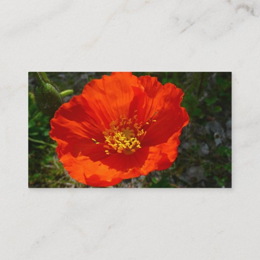 Alaskan Red Poppy Colorful Flower Visitekaartje (Achterkant)