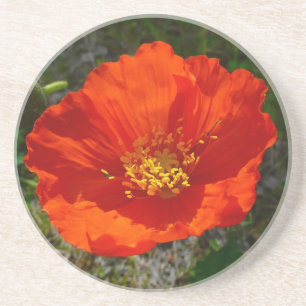Alaskan Red Poppy Colorful Flower Zandsteen Onderzetter