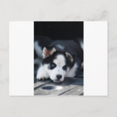 Alaskan Siberian Lop Eared Husky Sled Dog Puppy Briefkaart (Voorkant)