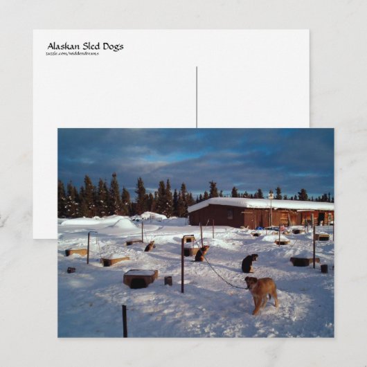 Alaskan Sled Dogs Briefkaart (Voorkant / Achterkant)
