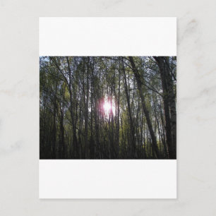 Alaskan Sun Briefkaart