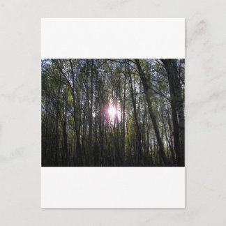 Alaskan Sun Briefkaart