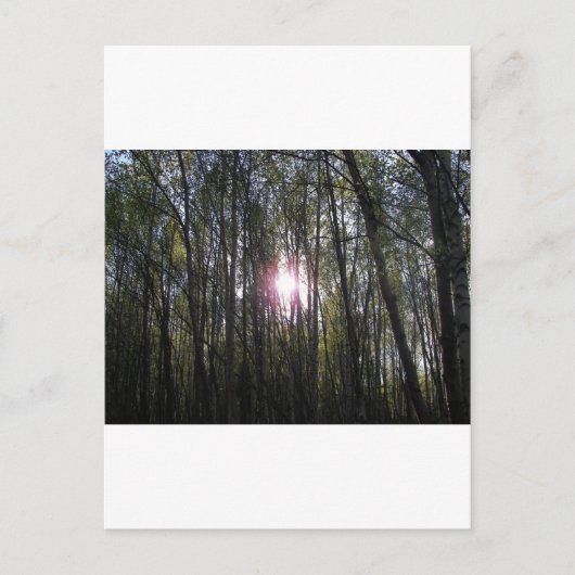 Alaskan Sun Briefkaart (Voorkant)