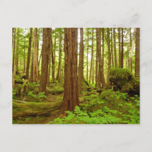 Alaskan Temperate Rainforest Briefkaart