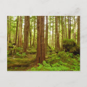 Alaskan Temperate Rainforest Briefkaart (Voorkant)