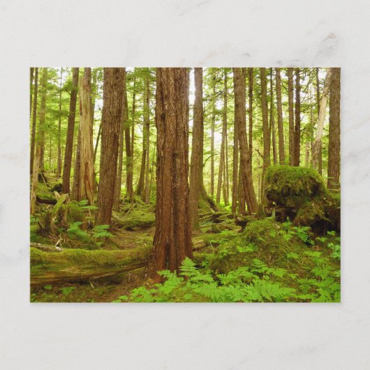 Alaskan Temperate Rainforest Briefkaart (Voorkant)