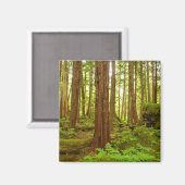 Alaskan Temperate Rainforest Magneet (Voorkant / Achterkant)