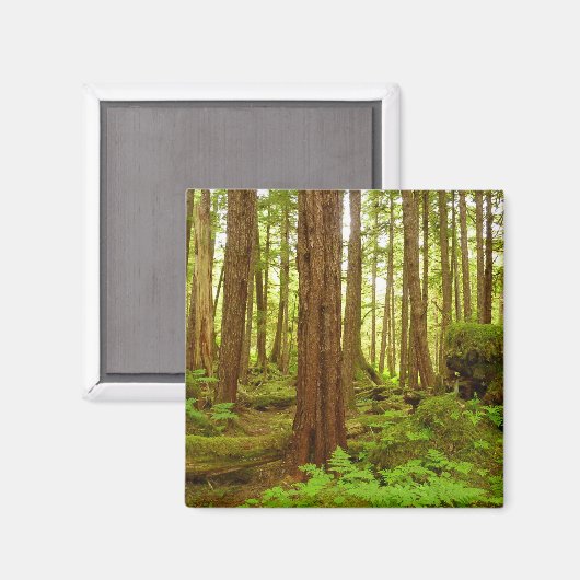 Alaskan Temperate Rainforest Magneet (Voorkant / Achterkant)