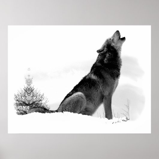 Alaskan Timber Wolf Poster (Voorkant)