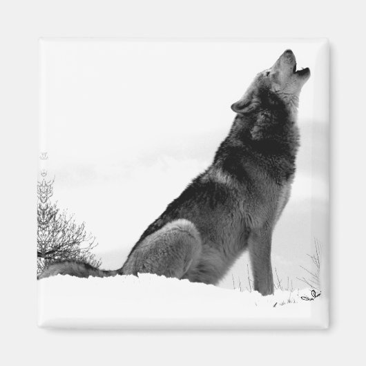 Alaskan Timber Wolf Refig Magnet (Voorkant)