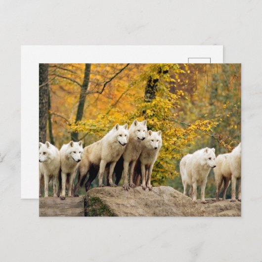 Alaskan White Wolves in het bos Briefkaart (Voorkant / Achterkant)