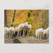 Alaskan White Wolves in het bos Briefkaart (Voorkant)