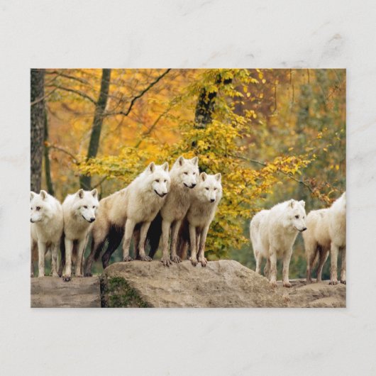 Alaskan White Wolves in het bos Briefkaart (Voorkant)