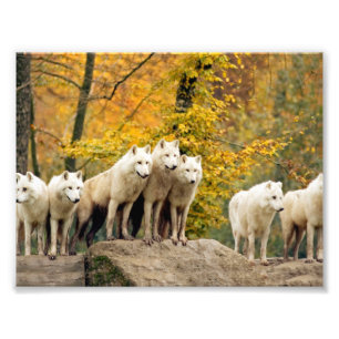 Alaskan White Wolves in het bos Foto Afdruk