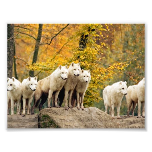 Alaskan White Wolves in het bos Foto Afdruk (Voorkant)
