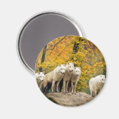Alaskan White Wolves in het bos Magneet (Voorkant / Achterkant)
