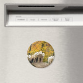 Alaskan White Wolves in het bos Magneet (Insitu (Vaatwasser))