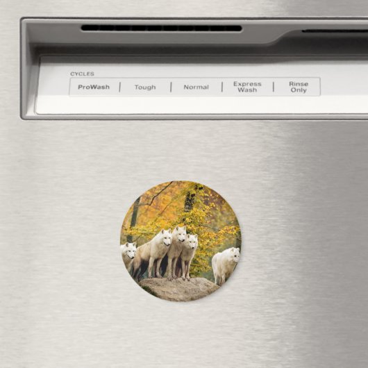 Alaskan White Wolves in het bos Magneet (Insitu (Vaatwasser))