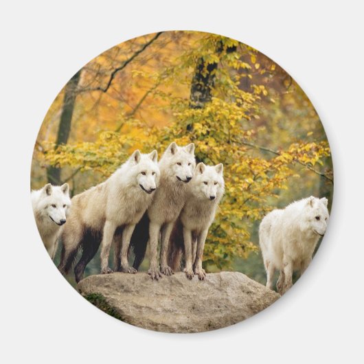 Alaskan White Wolves in het bos Magneet (Voorkant)