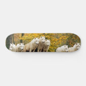 Alaskan White Wolves in het bos Persoonlijk Skateboard (Horizontaal)
