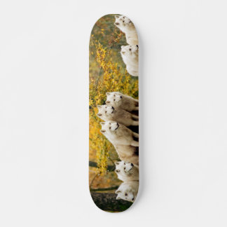 Alaskan White Wolves in het bos Persoonlijk Skateboard