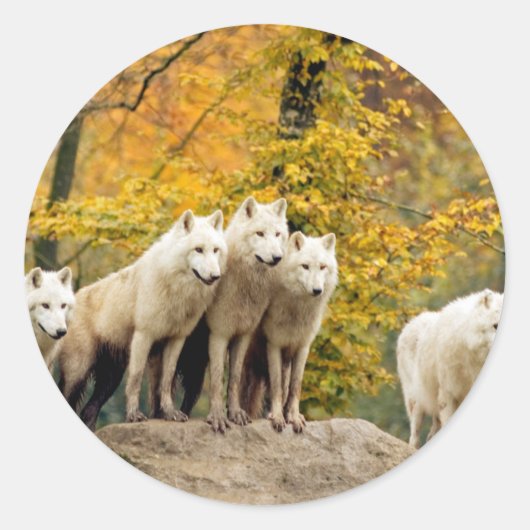 Alaskan White Wolves in het bos Ronde Sticker (Voorkant)