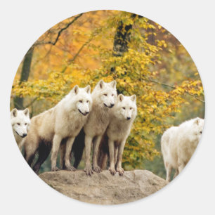 Alaskan White Wolves in het bos Ronde Sticker