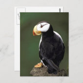 Alaskan Wildlife Briefkaart (Voorkant / Achterkant)