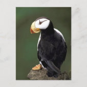 Alaskan Wildlife Briefkaart (Voorkant)