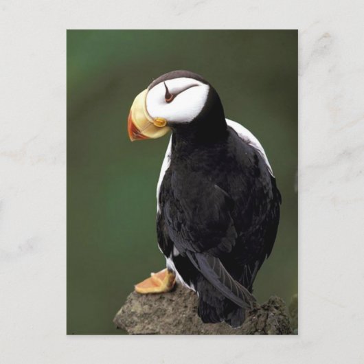 Alaskan Wildlife Briefkaart (Voorkant)