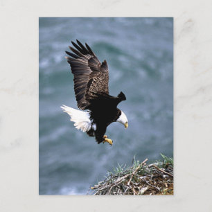 Alaskan Wildlife Briefkaart