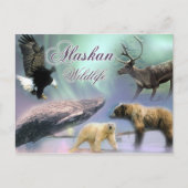 Alaskan Wildlife Briefkaart (Voorkant)