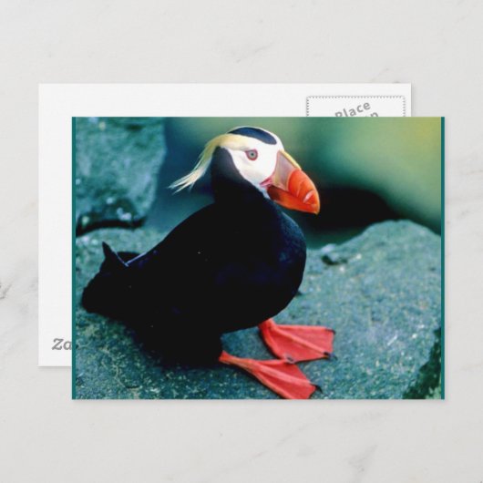 Alaskan Wildlife Briefkaart (Voorkant / Achterkant)