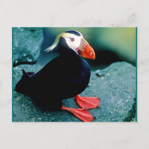 Alaskan Wildlife Briefkaart