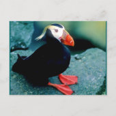 Alaskan Wildlife Briefkaart (Voorkant)