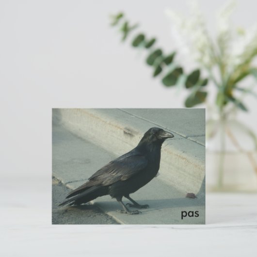 alaskanraven briefkaart (Staand voorkant)