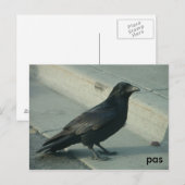 alaskanraven briefkaart (Voorkant / Achterkant)