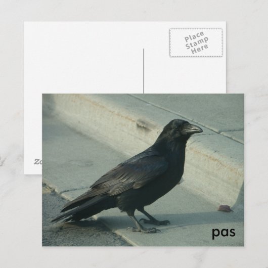 alaskanraven briefkaart (Voorkant / Achterkant)