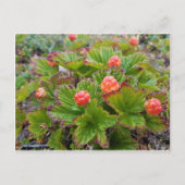 alaskazalmbessen uitnodiging briefkaart (Voorkant)