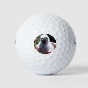 Albatros kuikennesten in menselijke handen golfballen