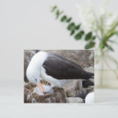 Albatros met een griet briefkaart (Staand voorkant)