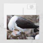 Albatros met een griet briefkaart (Voorkant / Achterkant)