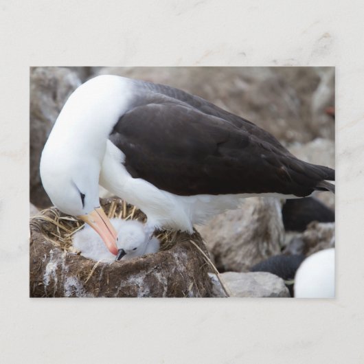 Albatros met een griet briefkaart (Voorkant)