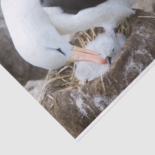 Albatros met een griet tissuepapier (Detail)