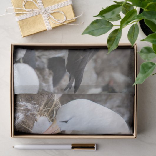 Albatros met een griet tissuepapier (Geschenk)