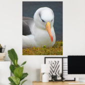Albatross Bird voor de kust van Nieuw-Zeeland Poster (Thuiskantoor)