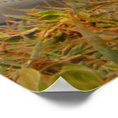 Albatross Bird voor de kust van Nieuw-Zeeland Poster (Hoek)