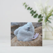 Albatross Chick Briefkaart (Staand voorkant)